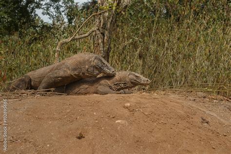 Komodo Dragons Mating On Komodo Island In Indonesia Komodo Dragon