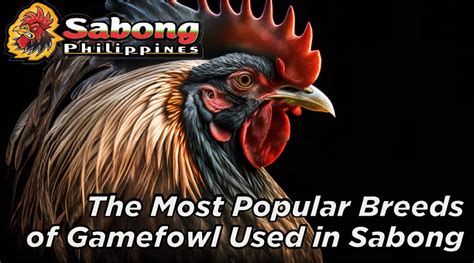 What Are the Most Popular Breeds of Gamefowl Used in Sabong?