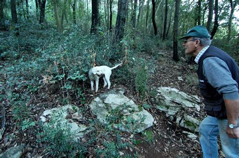 Truffle Hunting!