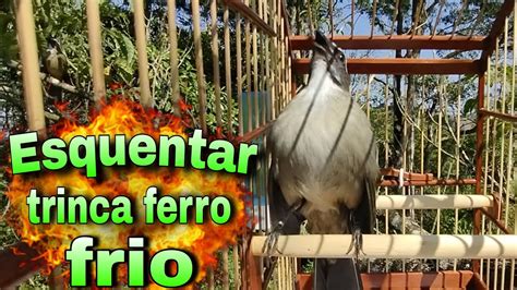 Esquente Seu Trinca Ferro R Pido Fa A O Teste Trinca Ferro No Mato