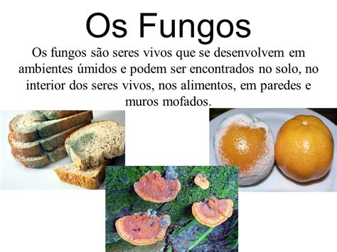 Fungos Biologia A Ci Ncia Da Vida