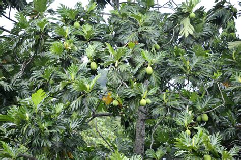 Artocarpus Altilis Breadfruit 1 Breadfruit Tree With I Flickr