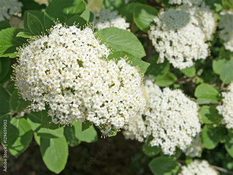 Wolliger Schneeball Viburnum Lantana Stock Photo Adobe Stock