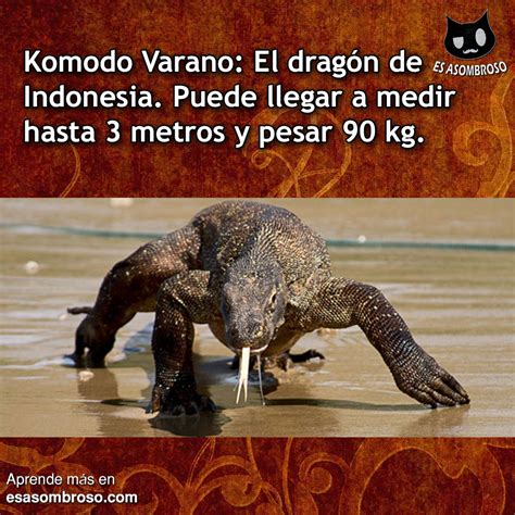 Reptil Komodo el dragón que solo se encuentra en Indonesia Es Asombroso