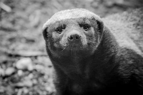 Ratel - ZooChat | Honey badger, Wild animals photography, Wild animal park