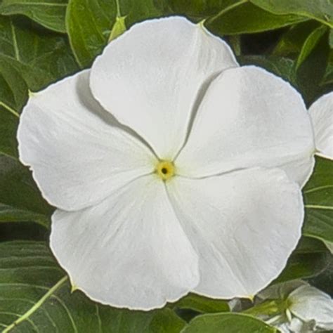 Cora® Cascade White Vinca Beaver Bark T And Garden Center