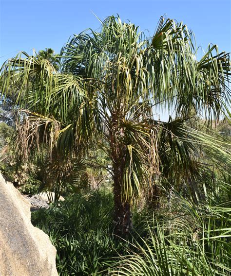 Livistona Decipiens Ribbon Fan Palm