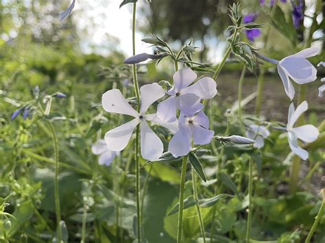 Wild Blue Phlox - Creasey Mahan Nature Preserve