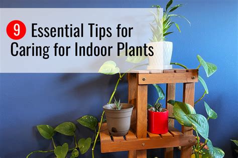 9 Essential Tips to Properly Care for Indoor Plants | Sunnydaze Decor