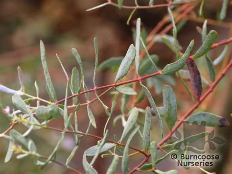 Eucalyptus Gunnii France Bleu From Burncoose Nurseries