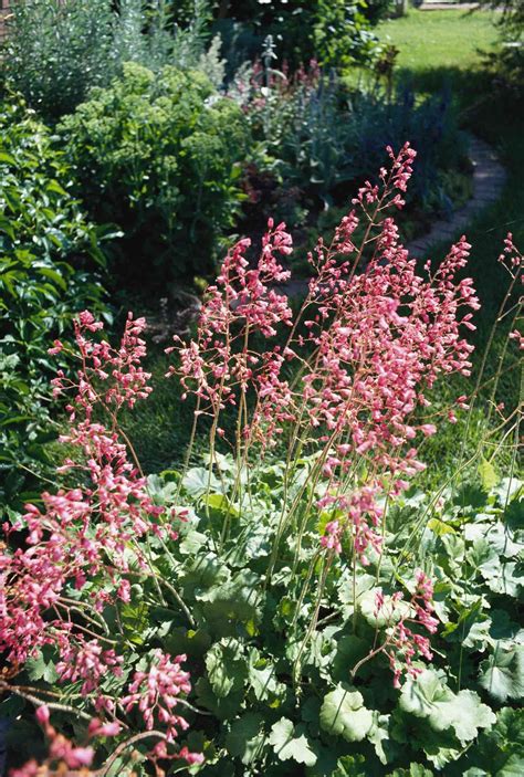 Perennials For Clay Soil That Hardly Grows Anything