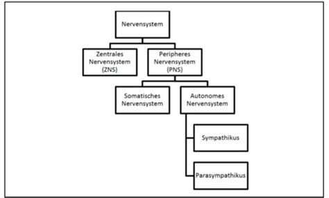 Das Nervensystem Karteikarten Quizlet