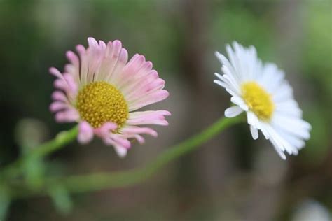 52 めぐり～小庭の花たち 5 頂き物 めぐりの花と旅