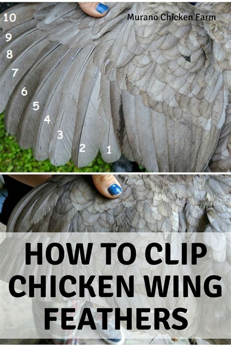 How To Trimming A Chickens Wing Feathers Super Easy Chicken Wings