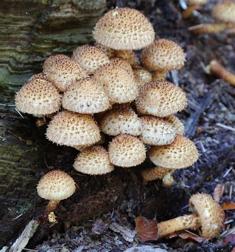 Pholiota Sp Probably Pholiota Squarrosa Shaggy Scalycap Flickr