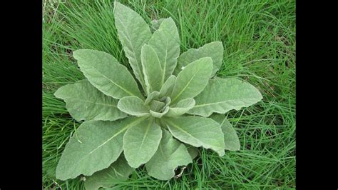 Harvesting Mullein For Winter Use Youtube