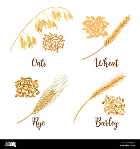 Wheat Barley Oat And Rye Cereals D Icon Vector Set Four Cereals