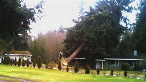 Video Tree-Cutting Fails: When Trees Are Cut the Wrong Way - ABC News