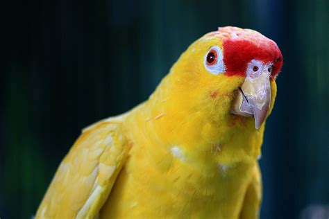 Yellow parrot by GlobalGraphic on DeviantArt