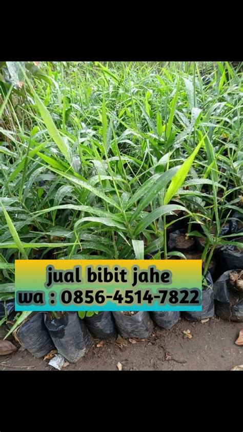 Jual Bibit Jahe Merah Purwodadi WA 0856 4514 7822 AFIF JA Flickr