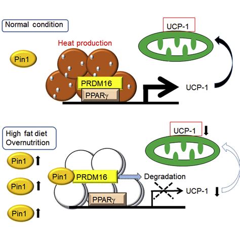 Prolyl Isomerase Pin Suppresses Thermogenic Programs In Adipocytes By