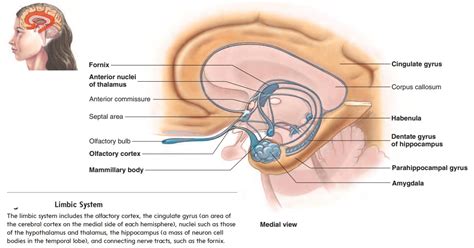 Limbic system and emotions - Brain Functions