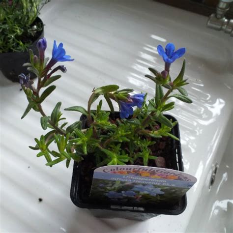 Lithodora Diffusa Heavenly Blue Syn Lithospermum Diffusum Heavenly