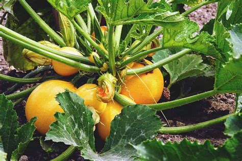 Growing Summer Squash: Best Varieties, Planting, Tips, and Harvesting