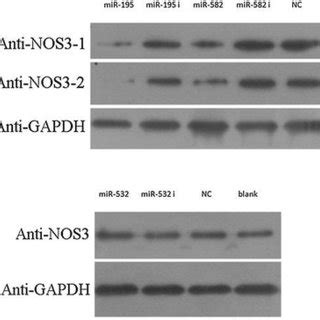 Effect Of Mir And Mir On Nos Mrna Expression The Mrna