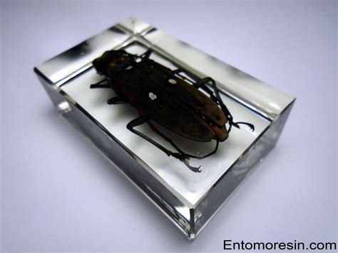 BATOCERA RUBUS IMMACULIPENNIS