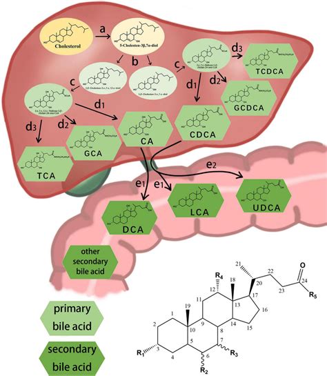 | Chemical structure of some common bile acids and the synthesis ...