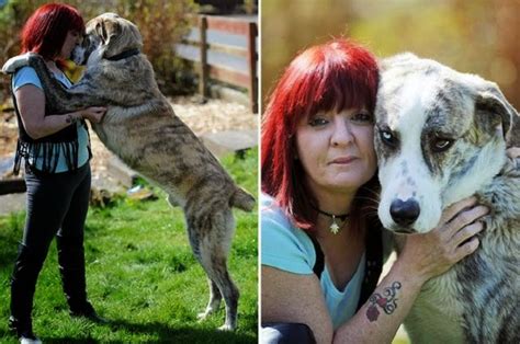 Mujer En Escocia Adopta Perro Gigante Sin Hogar En Espa A Para Salvarlo