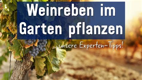 Weinreben Im Garten Pflanzen Unsere Experten Tipps Traubenliebhaber