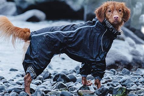 9 Of The Best Waterproof Dog Coats Petmoneysaver