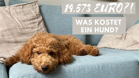 Was Kostet Ein Hund Kosten Erstausstattung Und Laufende Kosten Im