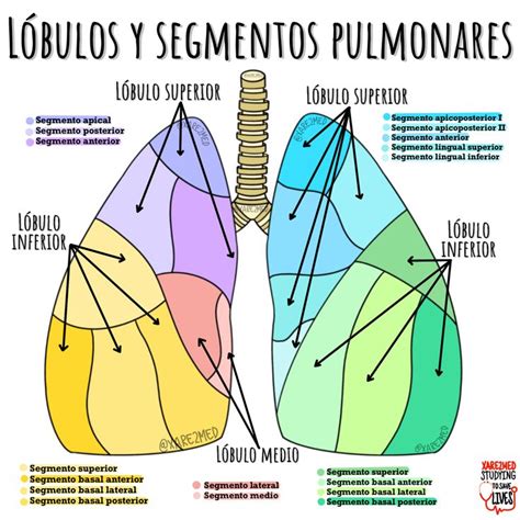 The Lungs Are Labeled In Different Colors And Sizes With Labels On