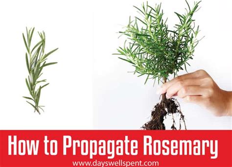 How To Propagate a Rosemary Plant From Stem Cuttings