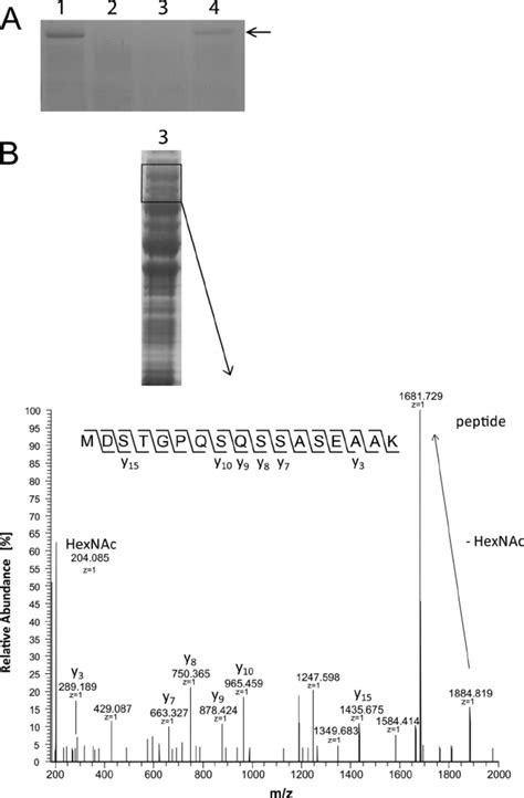 Glycosylation Analysis Of A Peptide Obtained From Intracellular Acm