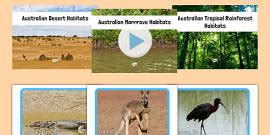 Australian Beach Habitat Photo PowerPoint Teacher Made