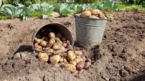 Hessischer Bauernverband Zieht Gemischte Bilanz Zur Kartoffelernte