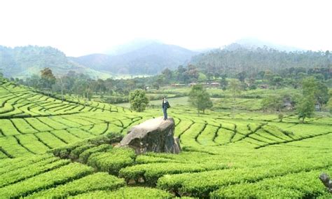 Tempat Wisata Di Bandung Kebun Teh Visit Banda Aceh