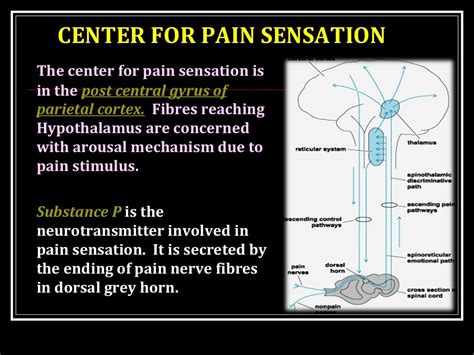 Physiology Of Pain Sensation
