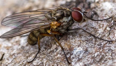 Diptera Info Discussion Forum Muscidae Id Anthomyiidae