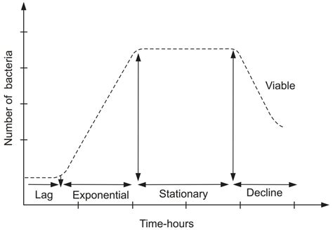 Phases Of Bacterial Growth Curve