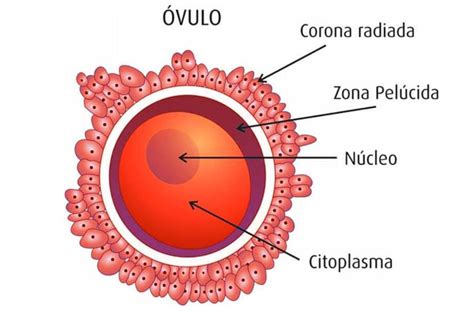 Óvulo O Que é Função Ovogênese Ovócito Secundário