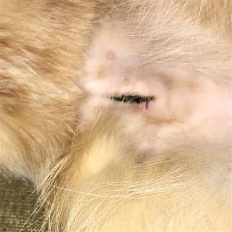 Cat Spay Incision Pictures Cats Have Swanson