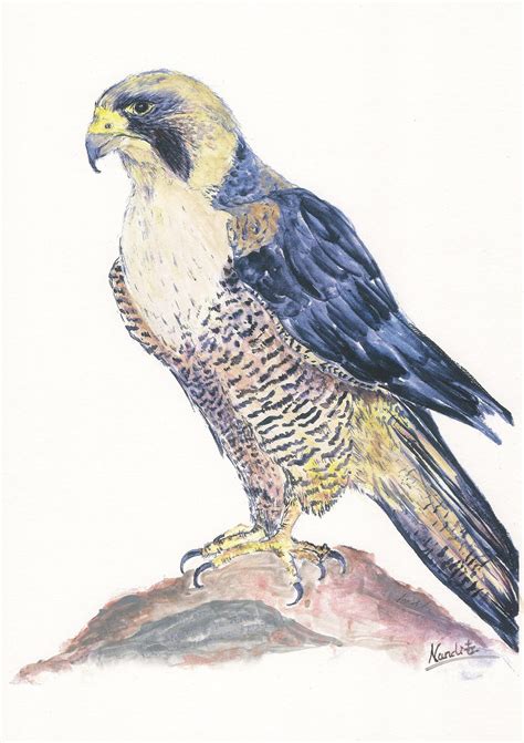 Peregrine Falcon Print Of Original Watercolour Painting Predatory