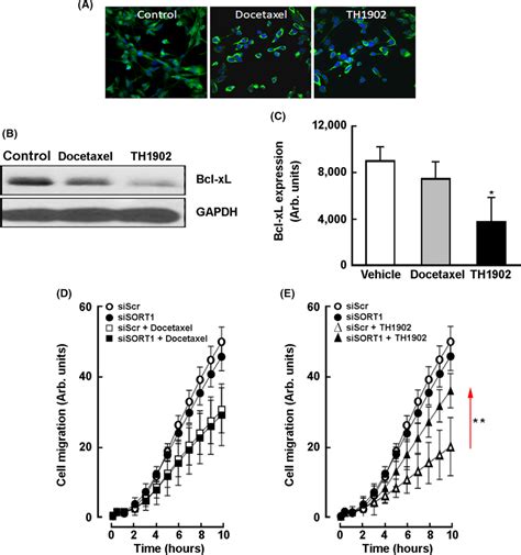 Effect Of Th On Mdamb Microtubules And Cell Migration A