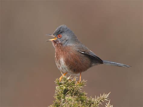 Dartford Warbler by Jamie-MacArthur on DeviantArt