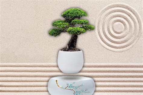 Floating Bonsai Tree Living Sharp